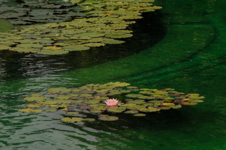Seerosen und Menschenmengen: Das ist Monets „Idylle“